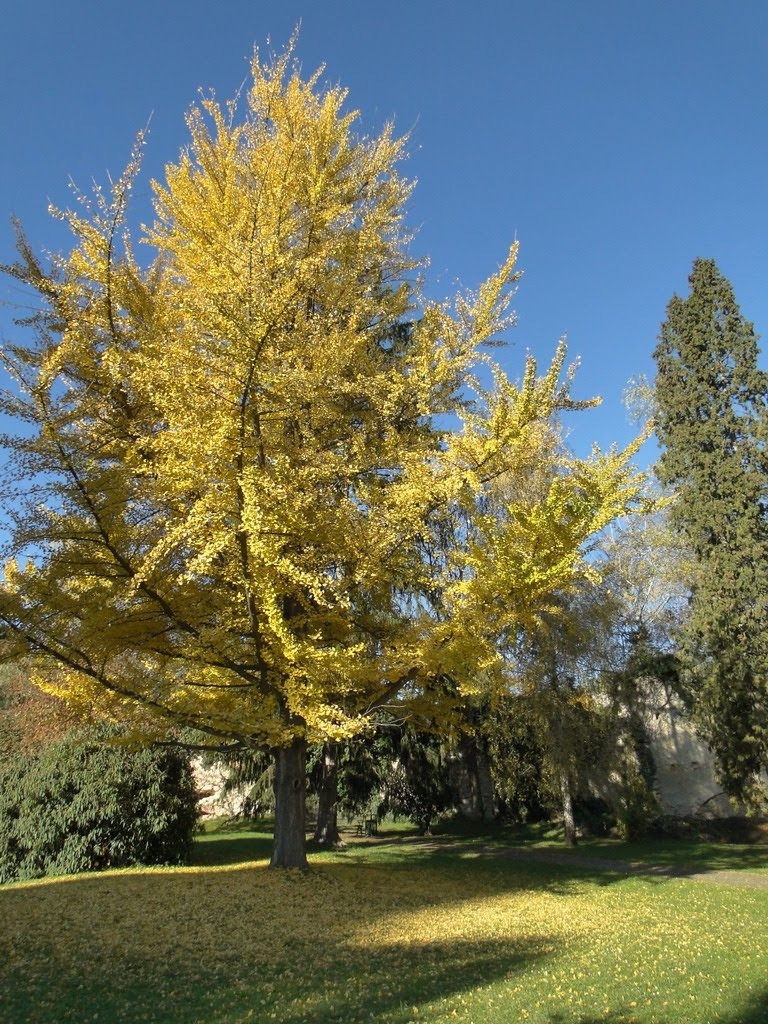 ginko dvojlaločné