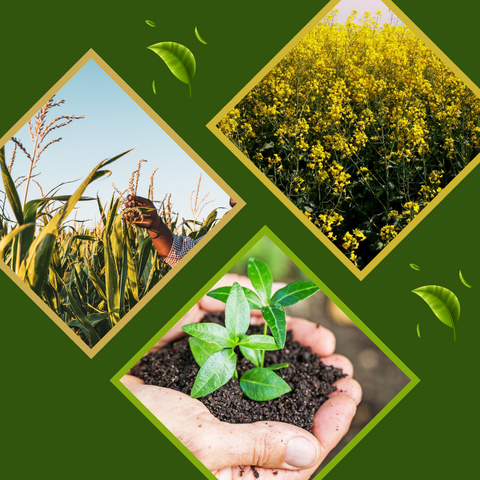 Objavte, ako podporiť zdravie rastlín bez chémie