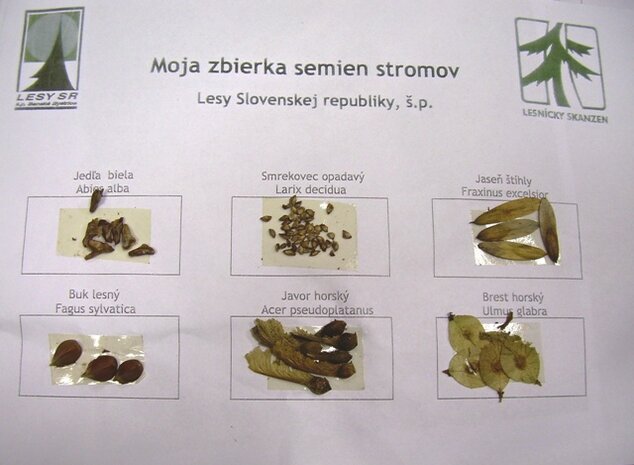 Časť lesného herbára