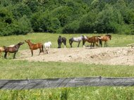 Idylka na ceste domov - pohľad na stádo koní