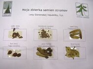Časť lesného herbára